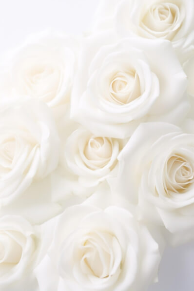 White Roses Thumbnail Download Close-up of White Roses Backgrounds Online - Creative Fabrica