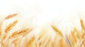 Golden Wheat Field Sketches thumbnail