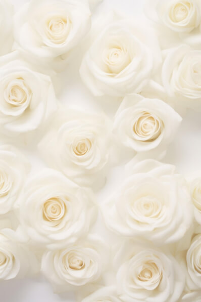 Subtle White Roses Download Elegant White Roses on White Background Backgrounds Online ...