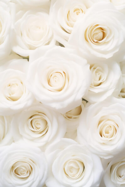 White Roses Thumbnail Download Close-Up of White Roses Backgrounds Online - Creative Fabrica