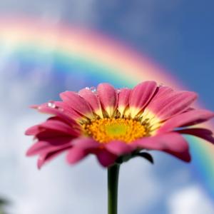 Beautiful Picture of a Pink Flower with Raindrops in front of a Rainbow