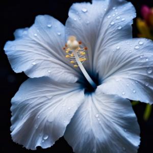 Linda imagem de uma flor de hibisco azul com gotas de orvalho thumbnail