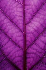 Close-up de Folha Roxa com Veias Intrincadas thumbnail