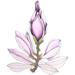Magnolia Flower Mixer Decals Watercolor Floral Decals