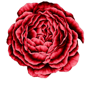 Carnation Red Design Master Paint - Potomac Floral Wholesale