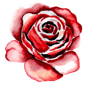 rose rouge avec dessin de tige