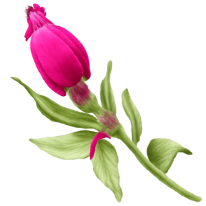 Realistic pink flowers with green leaves painting png download - 4336*3896  - Free Transparent Pink Flowers png Download. - CleanPNG / KissPNG