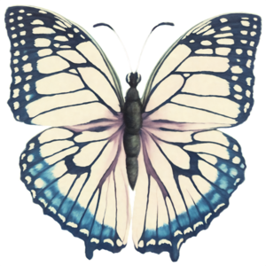 Costume de papillon, Magnifique papillon monarque
