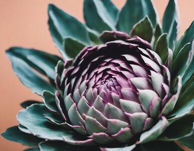 Close-up de Planta de Alcachofra em Flor com Flores Roxas thumbnail