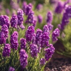 Flores de Lavanda Roxa no Chão thumbnail