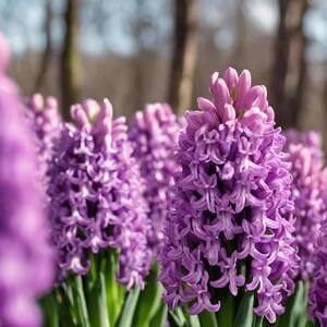Close-Up de Flores de Jacinto Roxo em um Ambiente de Floresta thumbnail