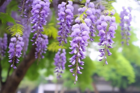 Baum mit lila Blumen und Person Hintergründe thumbnail